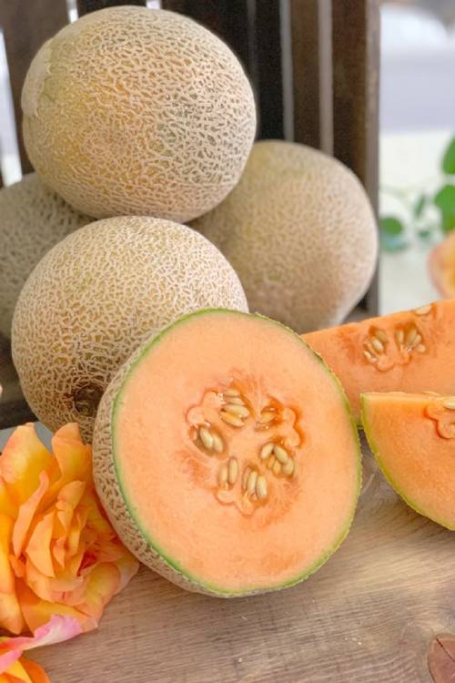 Cantaloupe gallery
