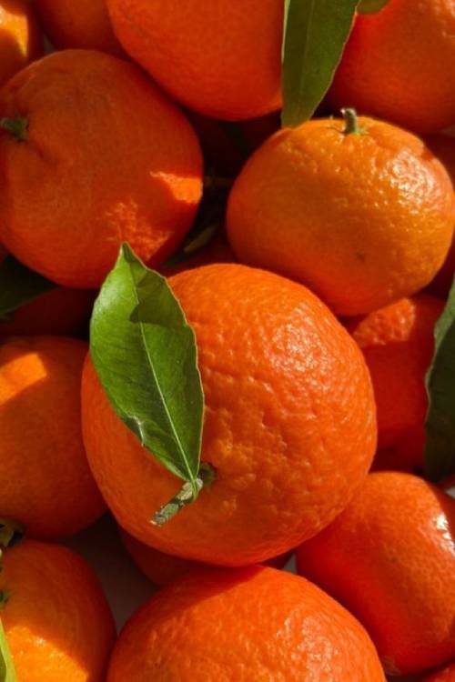 Grapefruits