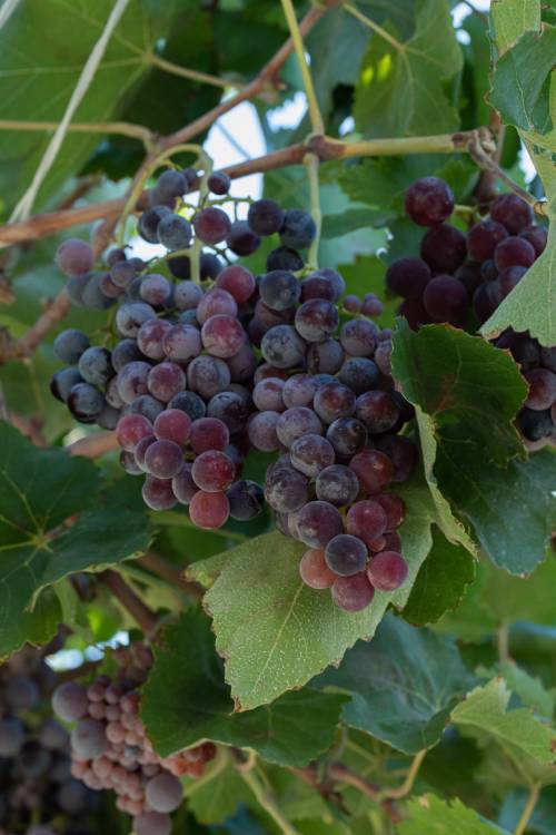 Grapes