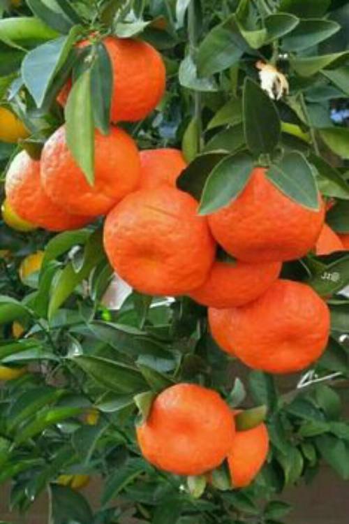 Mandarins