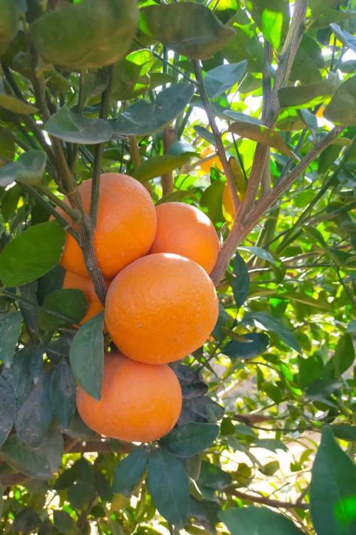 Oranges