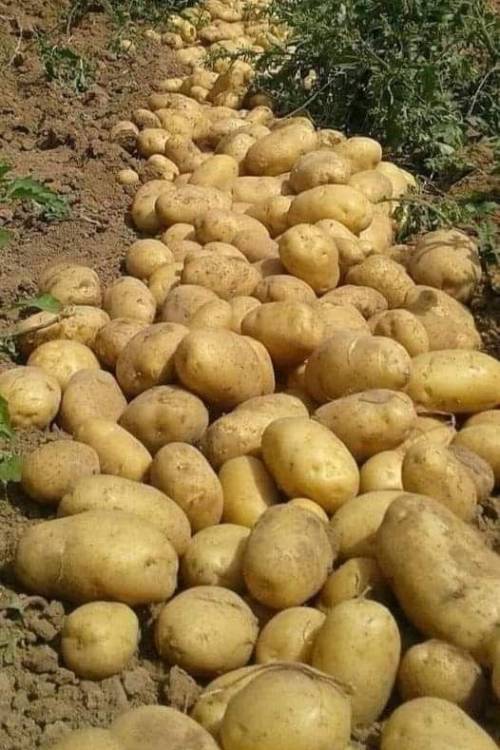 Potatoes