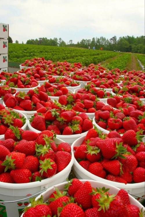 Strawberries